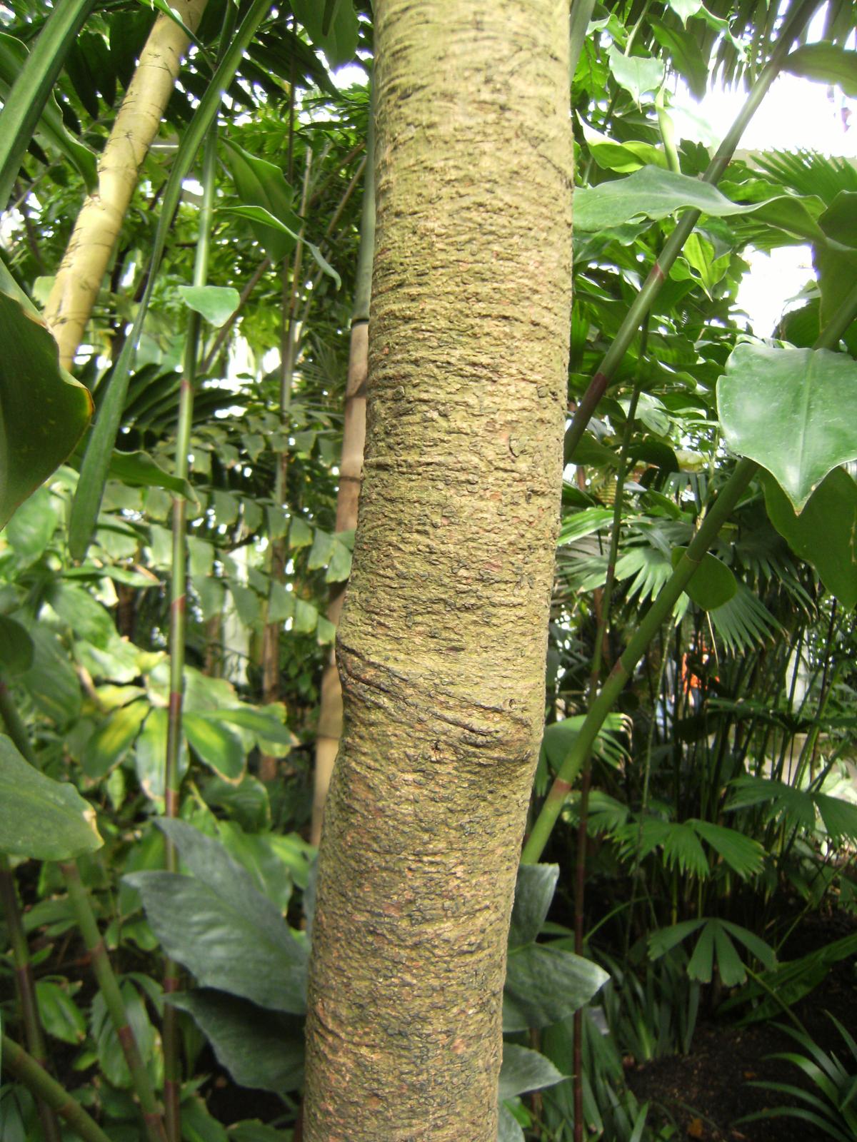 Hevea brasiliensis (Rubber Tree)